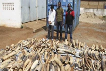 Togo bắt giữ 1,7 tấn ngà voi đang đến Việt Nam