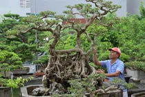 Chuyện truyền kỳ về gã đồ tể có vườn cây cảnh nhất nhì miền Bắc