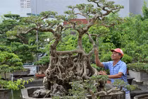 Chuyện truyền kỳ về gã đồ tể có vườn cây cảnh nhất nhì miền Bắc