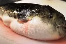 1 người tử vong sau ăn cá nóc, phòng tránh ngộ độc thế nào?