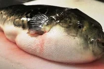 1 người tử vong sau ăn cá nóc, phòng tránh ngộ độc thế nào?