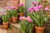 Cách chăm hoa tulip để nở rộ đúng dịp Tết Nguyên đán