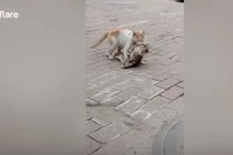 Video: Mèo hoang đau đớn tha xác bạn khiến triệu người bật khóc