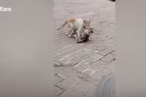 Video: Mèo hoang đau đớn tha xác bạn khiến triệu người bật khóc