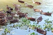 Loài sáng bay đi tối bay về, ở VN có người nuôi lãi trăm triệu