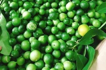 Loại chanh bé như quả quất giá cao ngất, bán hàng tấn mỗi vụ