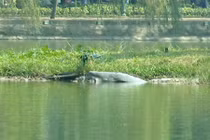 Cụ rùa Hồ Gươm ngoi lên bờ ngày đầu năm mới