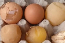 Trứng gà bổ dưỡng nhưng tránh xa nếu có dấu hiệu này