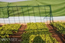 Thích mê ngắm vườn rau đủ loại trên sân thượng Hà thành