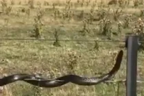 Rắn hổ bò như diễn xiếc trên đường dây cao thế