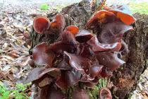 Loại nấm ví như “vàng đen” của núi rừng, rất tốt cho sức khỏe