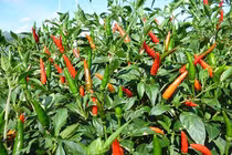 Loại lá mọc đầy vườn là kho canxi, giúp dưỡng gan, bổ tim