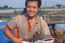 Cá trê đuôi đỏ Amazon trên sông Hậu, gà sao châu phi ở Sóc Sơn