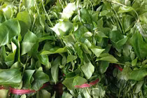 Lợi ích tuyệt vời của rau sắng đối với sức khỏe