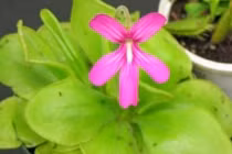 Vẻ đẹp lừa dối “chết người” của các loài hoa ăn thịt