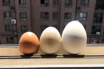 Dinh dưỡng của trứng gà, trứng vịt và trứng ngỗng có gì khác nhau?