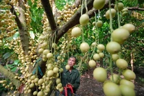 Khám phá xứ sở dâu da diệu kỳ ở miền Tây