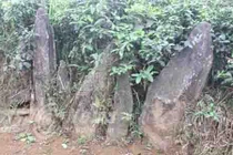 Kỳ bí nghĩa địa chôn người bị hổ vồ ở Thanh Hóa