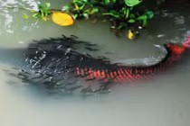 Cá nước ngọt lớn nhất hành tinh sinh sản tại Tây Ninh