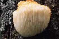 Loại nấm xù xì giống bờm sư tử, nhiều lợi ích cho sức khỏe