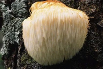 Loại nấm xù xì giống bờm sư tử, nhiều lợi ích cho sức khỏe