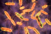 80 sinh viên ở Lào Cai ngộ độc, “thủ phạm“ là vi khuẩn Salmonella