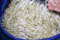 Hóa chất trong 3.500 tấn giá đỗ ở Nghệ An nguy hiểm sao?