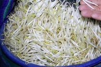 Hóa chất trong 3.500 tấn giá đỗ ở Nghệ An nguy hiểm sao?