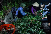 Theo chân người dân Lục Ngạn đi hái vải thiều từ lúc nửa đêm