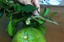 Mua hoa quả đẹp về thắp hương dịp Tết lại rước phải hàng dính keo 502