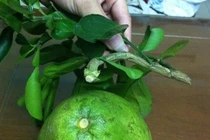 Mua hoa quả đẹp về thắp hương dịp Tết lại rước phải hàng dính keo 502