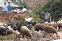 Phan Anh đi chăn dê trong “Bố ơi! Mình đi đâu thế“