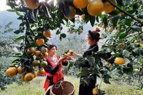 Cam sành Hàm Yên trúng vụ, nông dân hối hả cắt cam phục vụ Tết