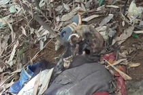 Nhiều tình tiết lạ trong vụ phát hiện 2 thi thể giữa rừng già