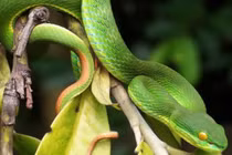 Gia tăng trẻ nhập viện do rắn cắn trong mùa mưa