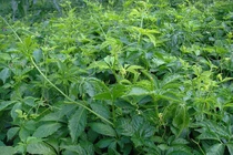 Tác dụng phụ của giảo cổ lam và những lưu ý khi dùng