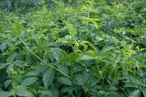 Tác dụng phụ của giảo cổ lam và những lưu ý khi dùng