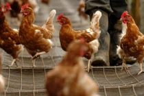 Bộ Y tế chỉ đạo khẩn sau ca mắc cúm A(H9) đầu tiên