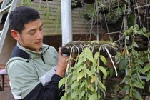 Lạ mà hay: Cho lan rừng 'uống' nước luộc đu đủ thu hàng trăm triệu