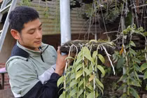 Lạ mà hay: Cho lan rừng 'uống' nước luộc đu đủ thu hàng trăm triệu