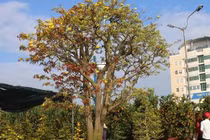 Mai cổ khủng khách trả 3 tỷ không bán cho thuê đã đút túi 100 triệu