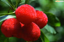 Quả thanh mai rừng đang cực “sốt” có tốt cho sức khỏe?