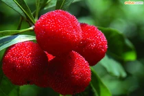 Quả thanh mai rừng đang cực “sốt” có tốt cho sức khỏe?