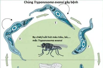 Phát hiện ca nhiễm trùng roi lạ đầu tiên ở Việt Nam