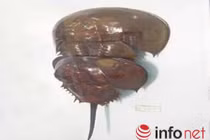 Chết ngay tại bàn nhậu vì ăn so biển