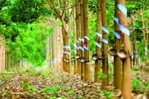 Cao su Thống Nhất lãi gần 7 tỷ đồng nhờ bán chuối
