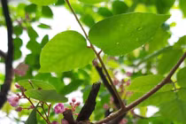 Lá khế có lợi ích gì, dùng làm trà được không?