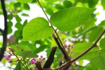 Lá khế có lợi ích gì, dùng làm trà được không?