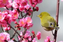 4 con giáp năm Giáp Thìn 2024 vượt khó khăn, thăng chức, tăng lương