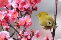 4 con giáp năm Giáp Thìn 2024 vượt khó khăn, thăng chức, tăng lương